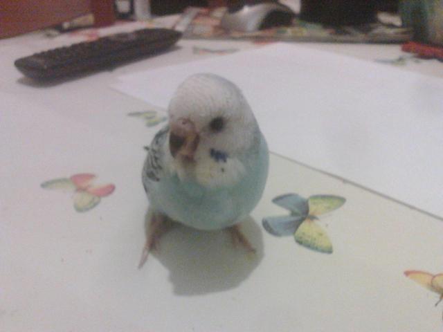 sesso pullo